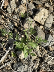 Tomostima platycarpa