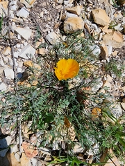 Eschscholzia californica