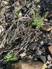 Tomostima platycarpa