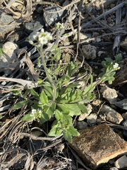 Tomostima platycarpa