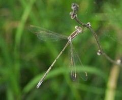 Lestes alacer