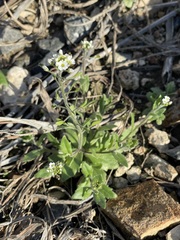 Tomostima platycarpa
