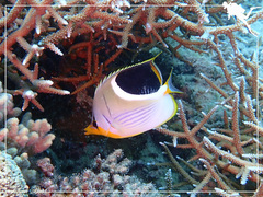 Chaetodon ephippium