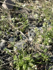 Tomostima platycarpa