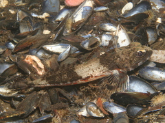 Chitonotus pugetensis