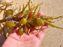 Phyllospora comosa
