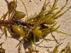 Phyllospora comosa
