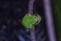 Gastrotheca riobambae