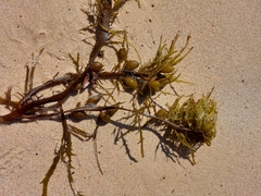 Phyllospora comosa