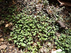 Lagenophora strangulata
