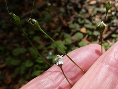 Lagenophora strangulata
