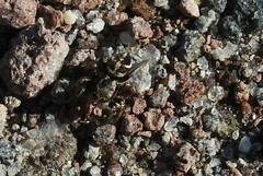 Habronattus klauseri