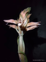 Sacoila lanceolata
