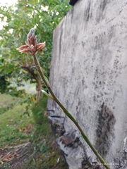 Sacoila lanceolata