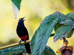 Hypopyrrhus pyrohypogaster