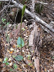 Adenochilus gracilis