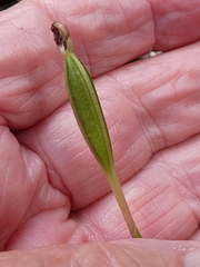 Adenochilus gracilis