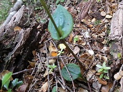 Adenochilus gracilis
