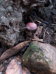 Tubaria punicea