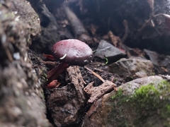 Tubaria punicea
