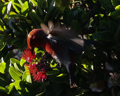 Himatione sanguinea