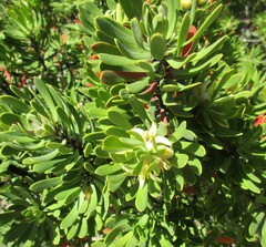 Persoonia muelleri densifolia