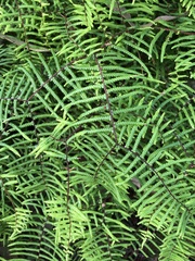 Gleichenia microphylla