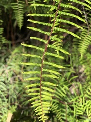 Gleichenia microphylla
