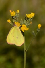 Pilosella piloselloides
