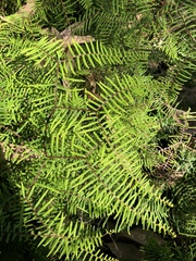 Gleichenia microphylla