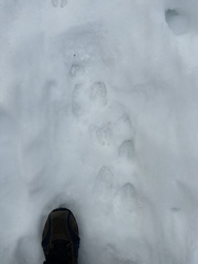 Odocoileus virginianus