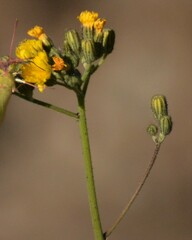 Pilosella piloselloides