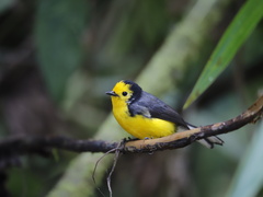 Myioborus ornatus