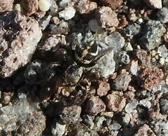Habronattus klauseri