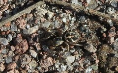 Habronattus klauseri