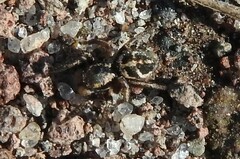 Habronattus klauseri