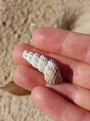 Batillaria australis