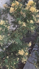 Pestalotiopsis funerea