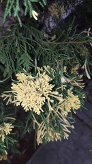 Pestalotiopsis funerea