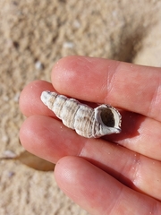 Batillaria australis