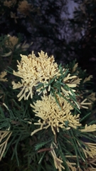 Pestalotiopsis funerea