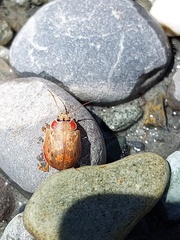 Paropsis charybdis