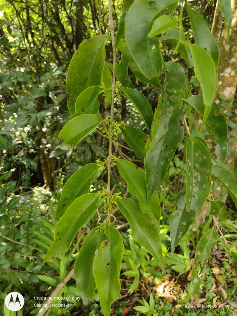 Struthanthus rhynchophyllus