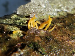 Calocera cornea