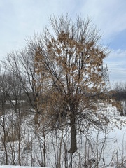 Fraxinus pennsylvanica