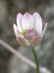 Anemone tuberosa