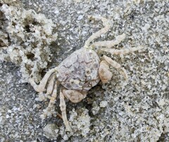 Dotilla wichmanni