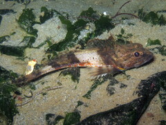 Chitonotus pugetensis