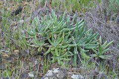 Dudleya virens hassei