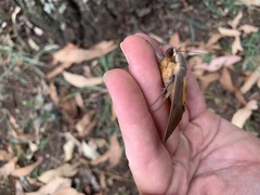 Ophiusa parcemacula